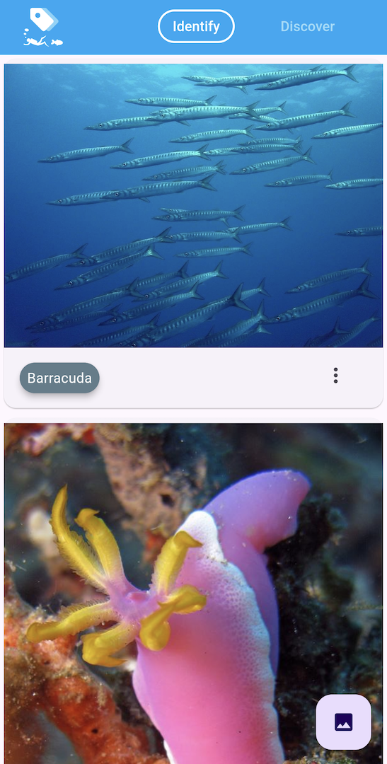 sea-life-id app